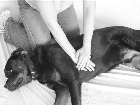 dog CPR