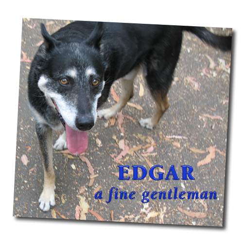 Edgar the dog