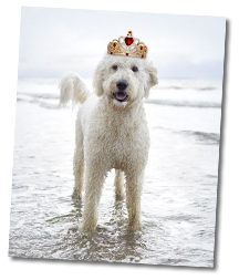 dog with a crown