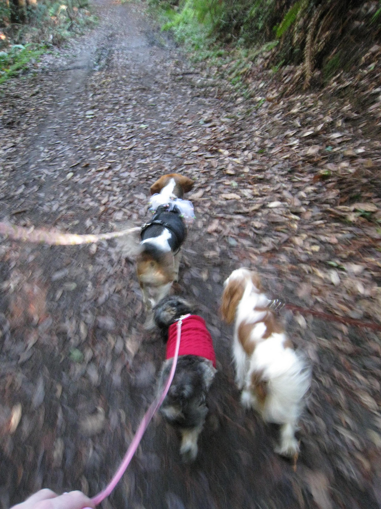 dogs on trail