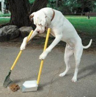 dog picking up poop with a scooper