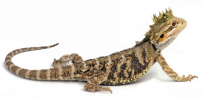 lizard