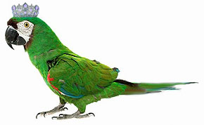 parrot