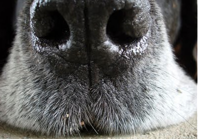 dog nose